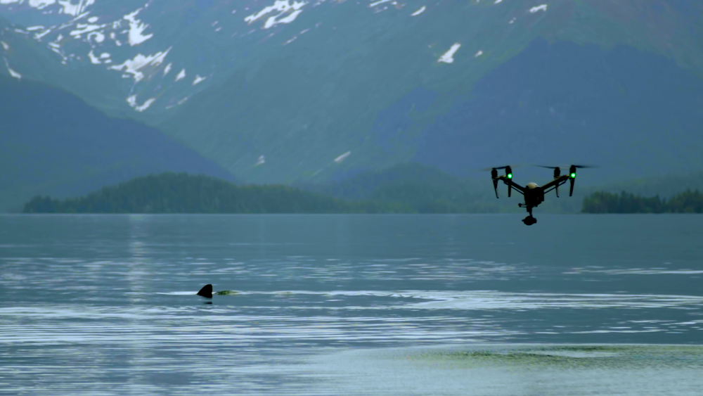 Wild Alaska Live